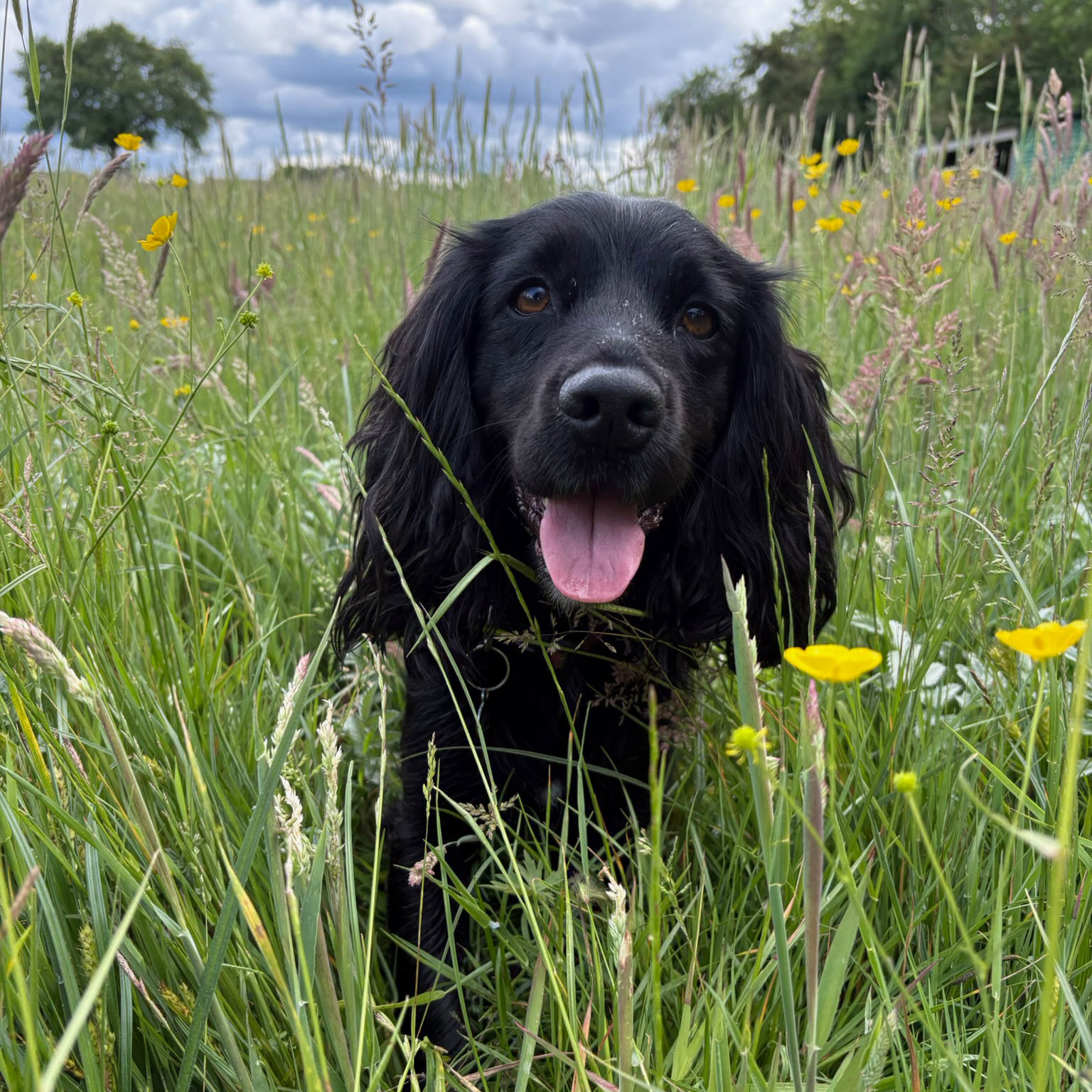 A dog enjoying a countryside walk
